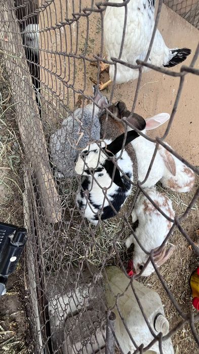 Адлер Тауык сатылады