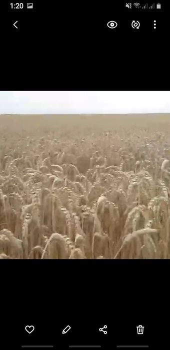 Семена Пшеницы Фокс