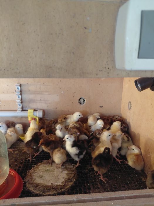 Балапандар 3 күндік