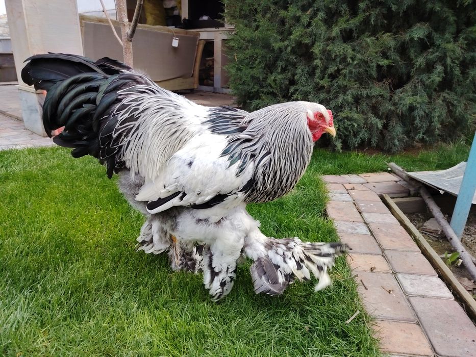 Жужа ва тухумлари