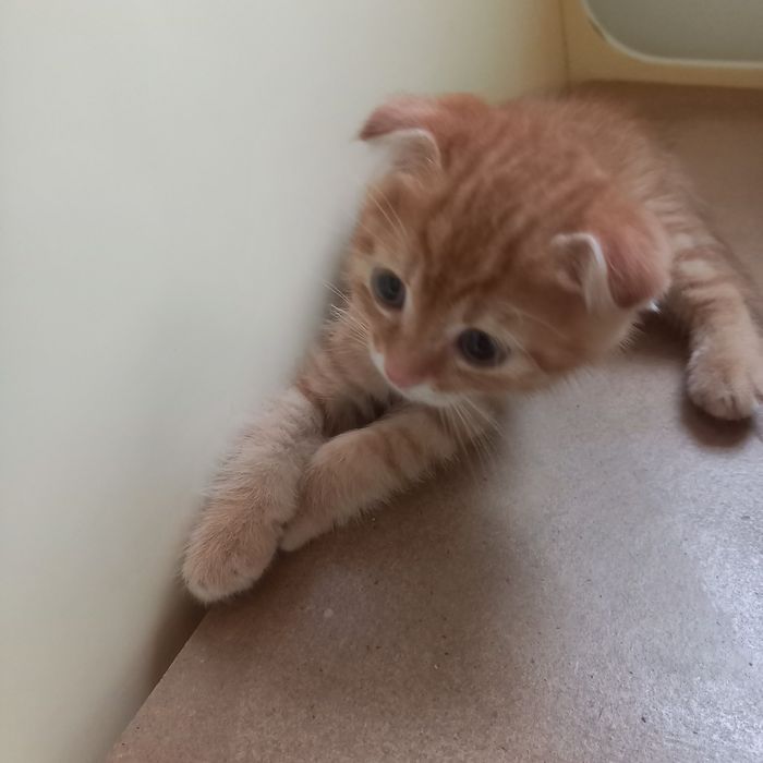 Вислоухие котята  1,5 месяца