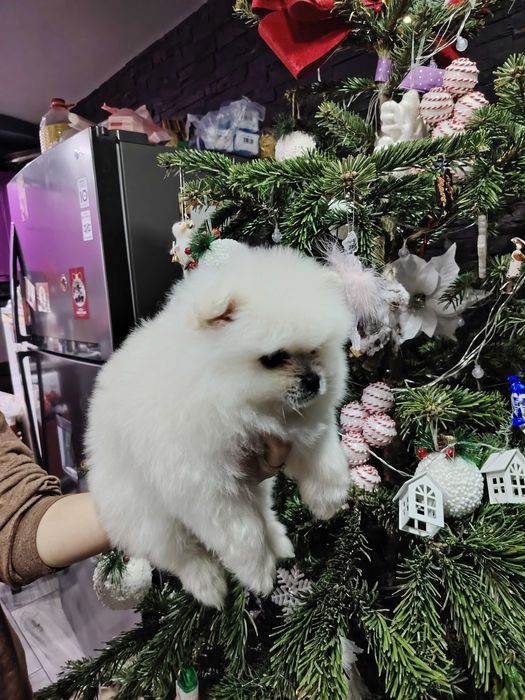 Pomeranian mascul toy