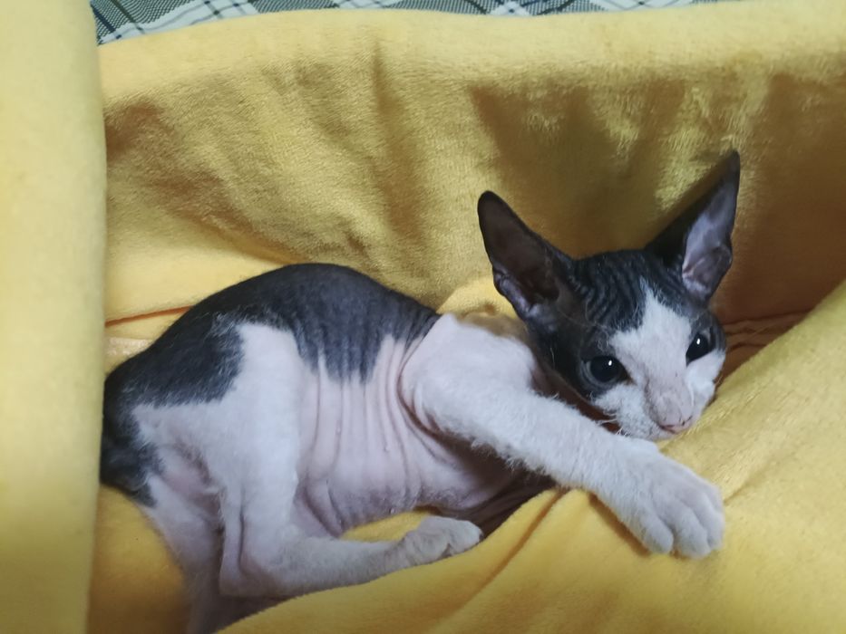 Продаются котята сфинксы