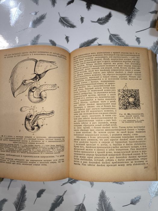 Антикварная книга анатомия человека