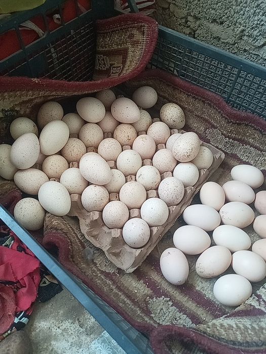 Kurka Tuxum sotiladi