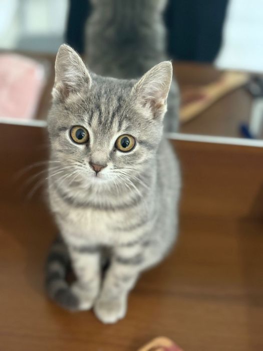 Кошка британский