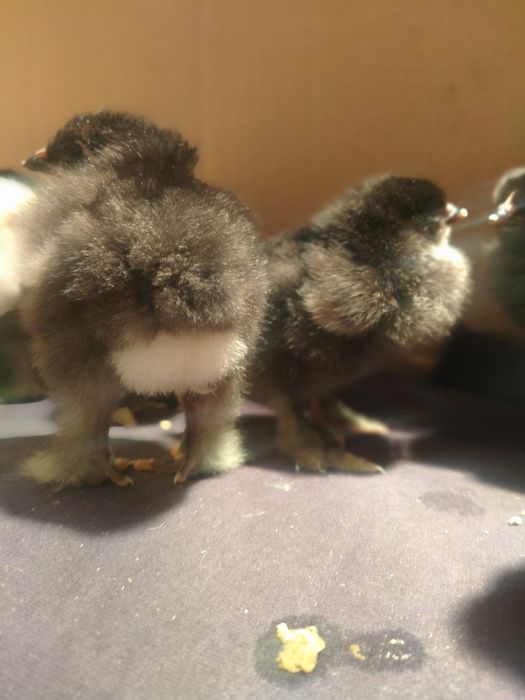 Продам цыплят брама