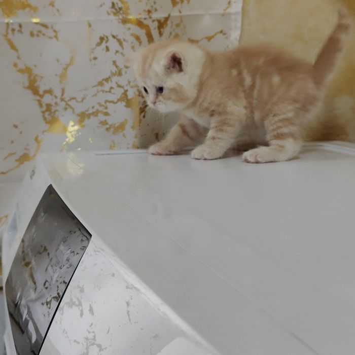 Котята Большой Выбор Алматы