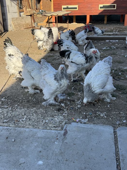 Vand gaini brahma