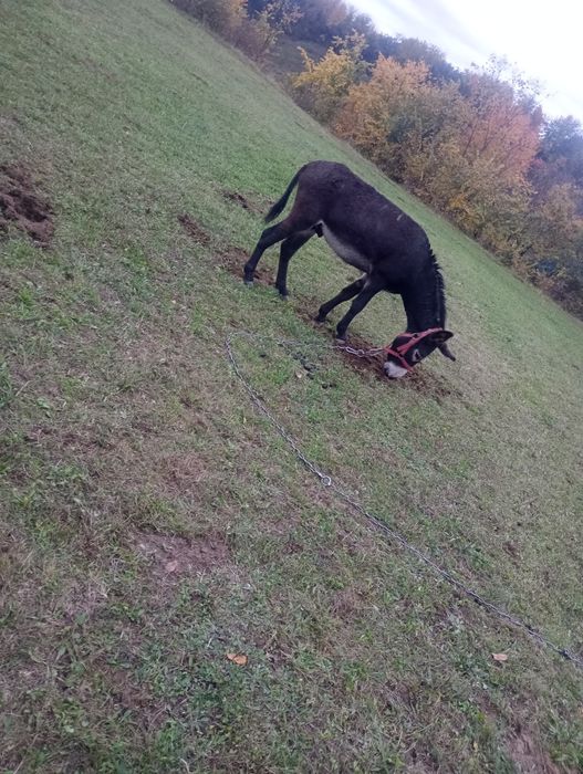 Vind perche de măgari