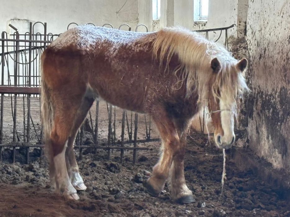 Жеребец на продажу