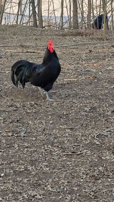 Cocos Australorp