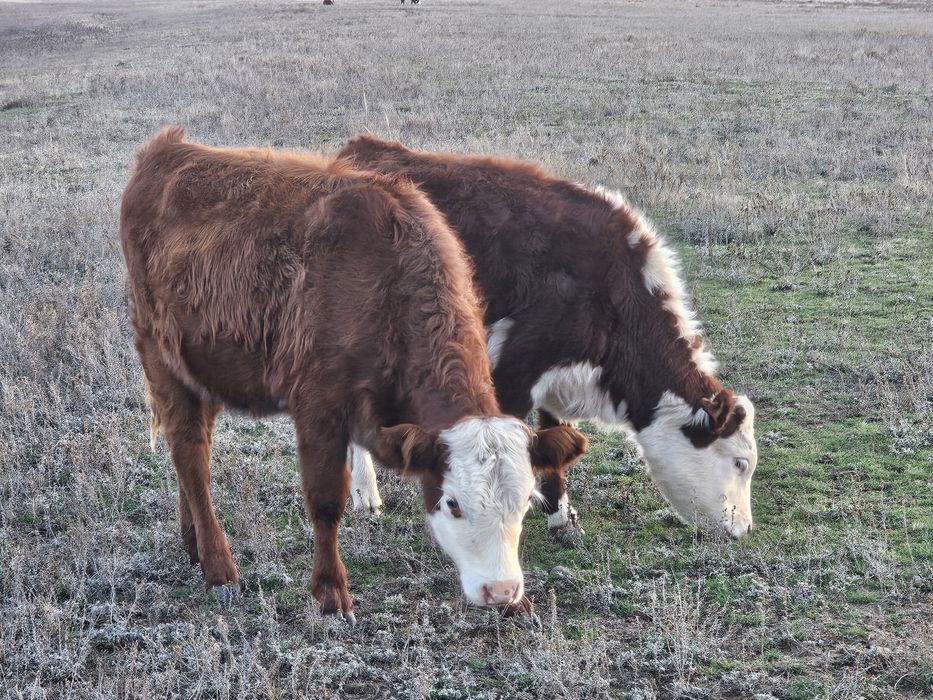 Продам подсосных телечок