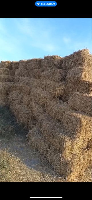 Беда сотилади 4000 кип.