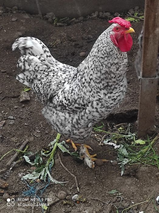 Продам красивого петуха