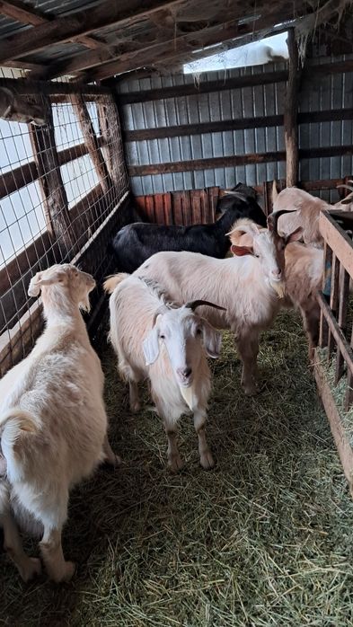 Tap si capra pentru pastrama