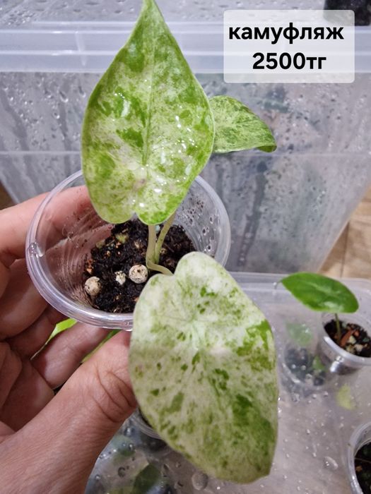 Продам комнатные растения