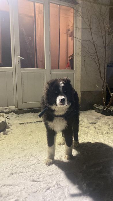 Продам чистого алабая