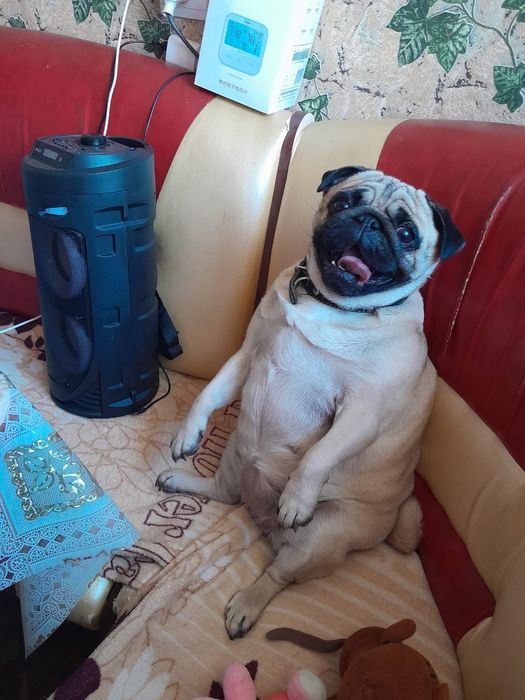 Девочка мопс для случки