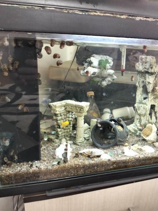 Acvariu echipat complet