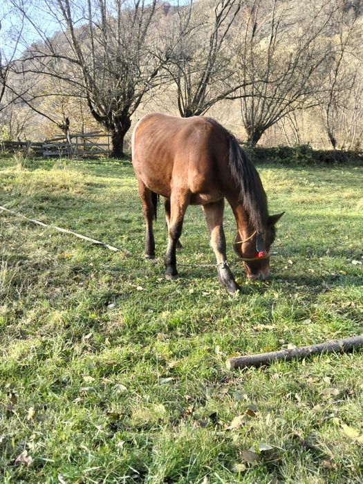 Vând mânz cuminte în primăvara face un an pn m-ai multe detalii in pri