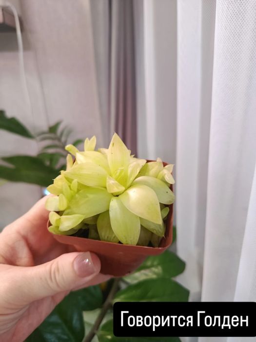 Большой выбор цветов .