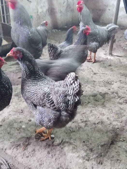 oua plymouth rock barat