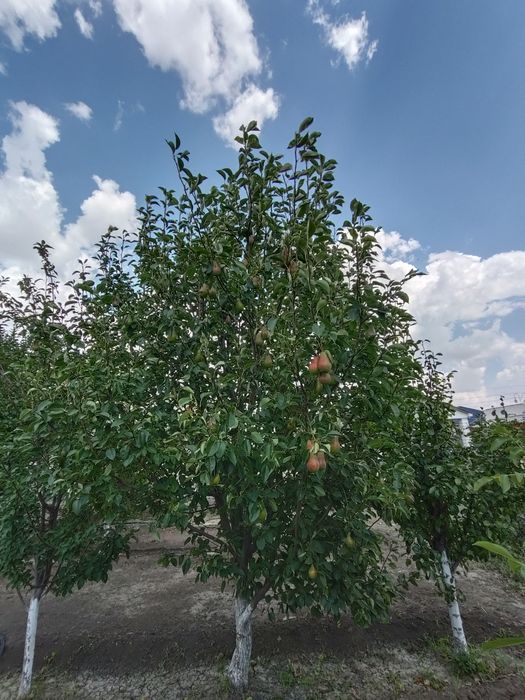 Продается Дом  дачном массиве Проектировщик размером 13х15