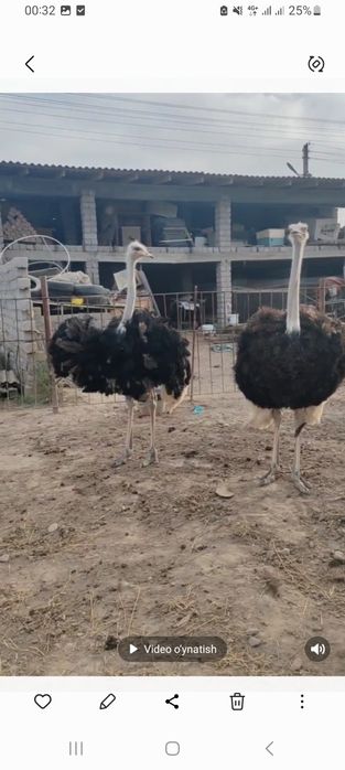 Assalomu aleykum 20 oyli tuyaqushla sotiladi 2 tasyam xoroz