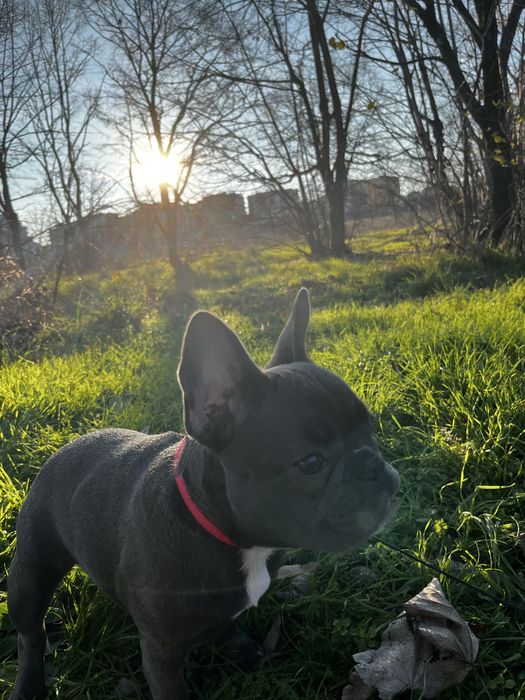 Френски булдог женски сив 6 месечен