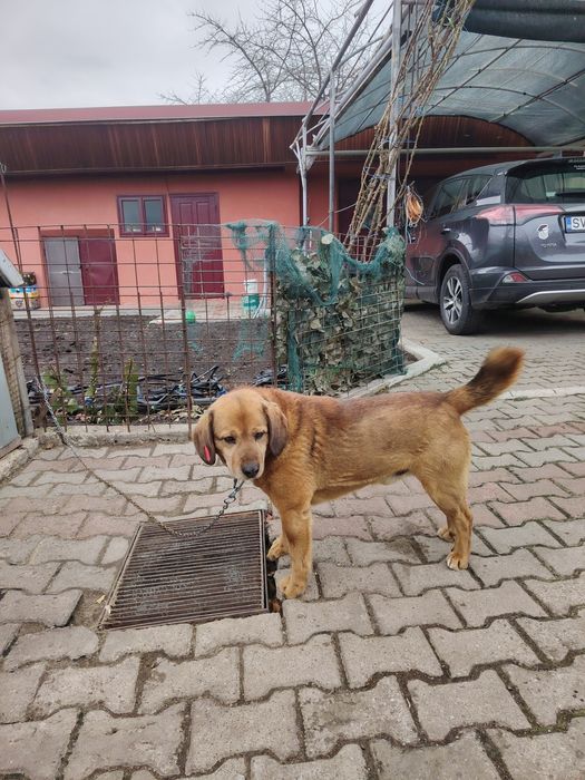 Donez Cățel blând 3 ani