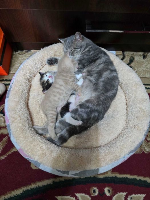 Даром Кошка породистая шотландская с котятами в хорошие руки