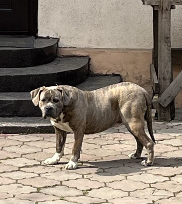 Стаффорд кобель, мощный.