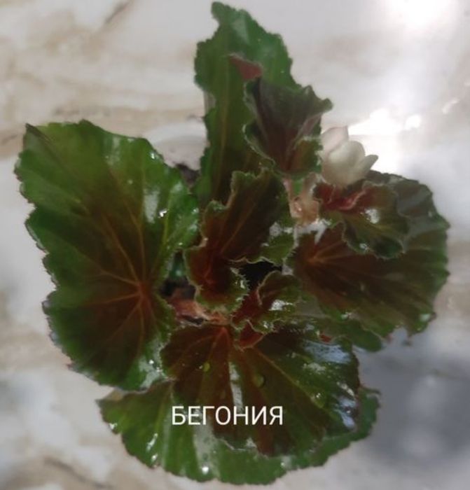 Разные комнатные цветы. По 500тг.