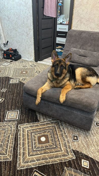 Вязка собака немецкая овчарка