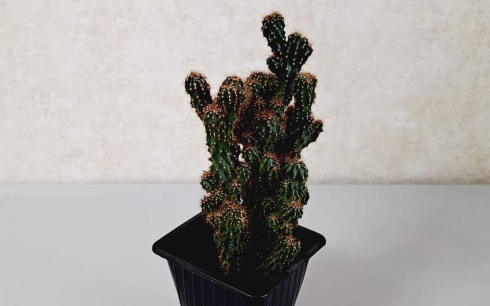 Комнатные цветы,цветв