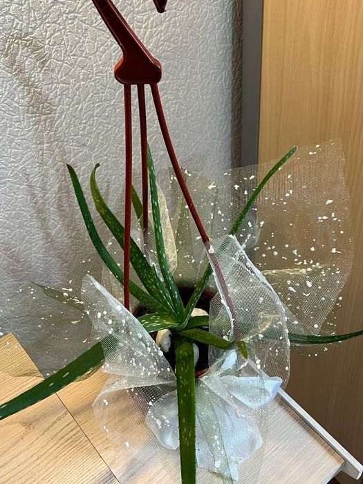 Цветы для дома, офиса и вподарок