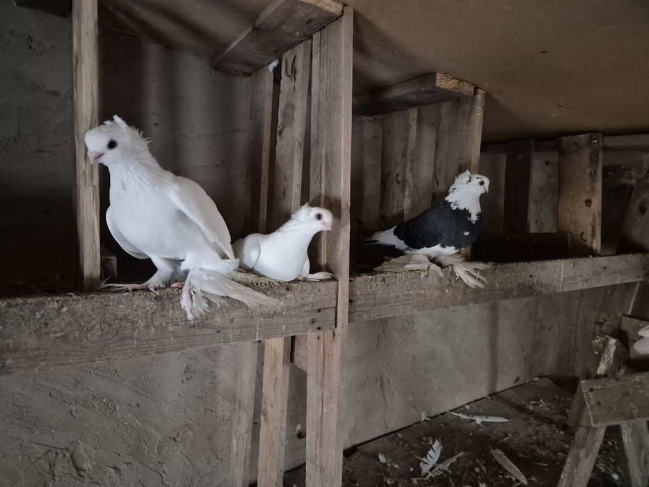 Голуби домашние .