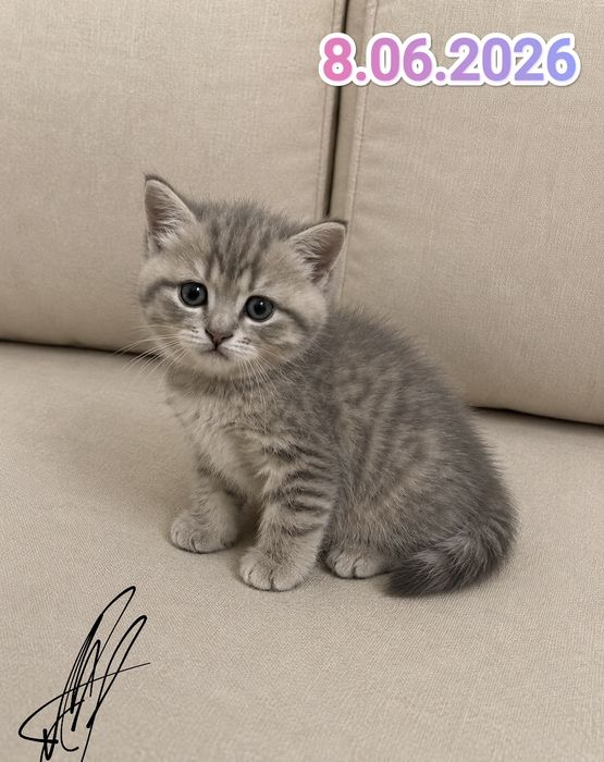 Британские котята