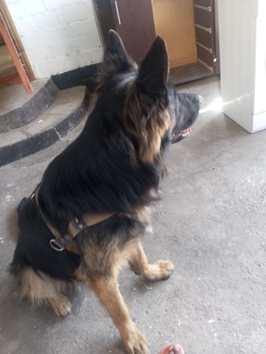 Вязка кобель повелитель сучек