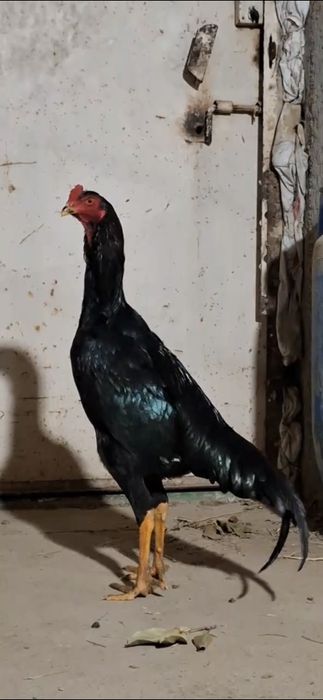 Жужа карес майни охири