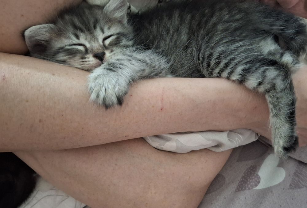 Отдам в добрые, любящие руки.