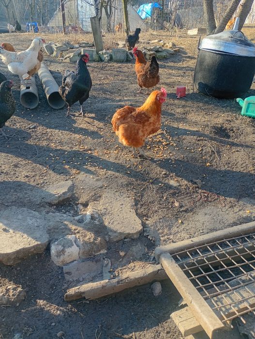 Ouă  verzi araucana și oua brahma pentru incubator  8 lei buc.