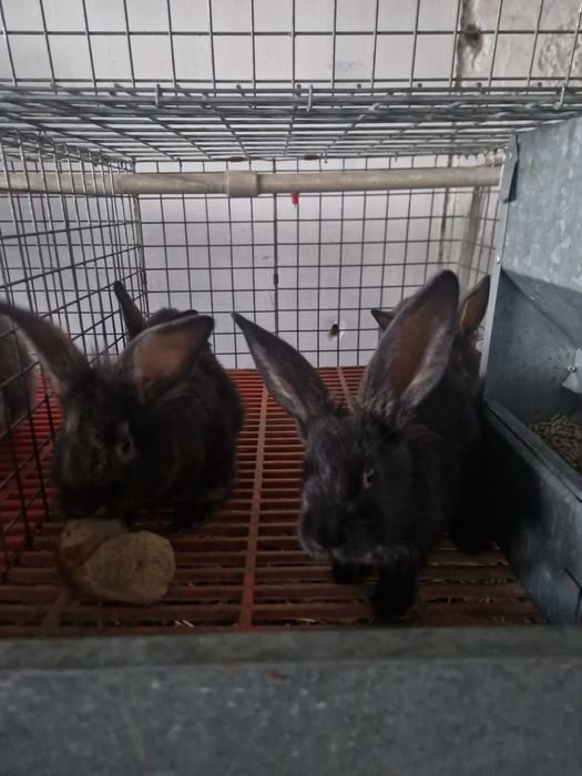 Куёнлар уй шароитида бокилган