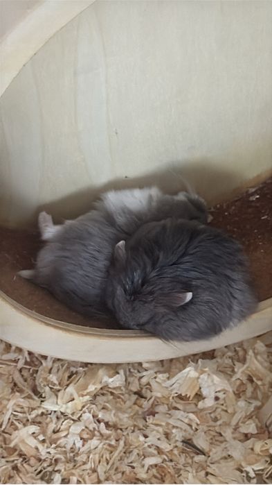 Hamsteri Roborovski