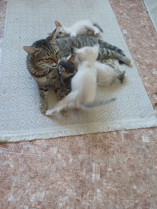Отдам котят в добрые руки