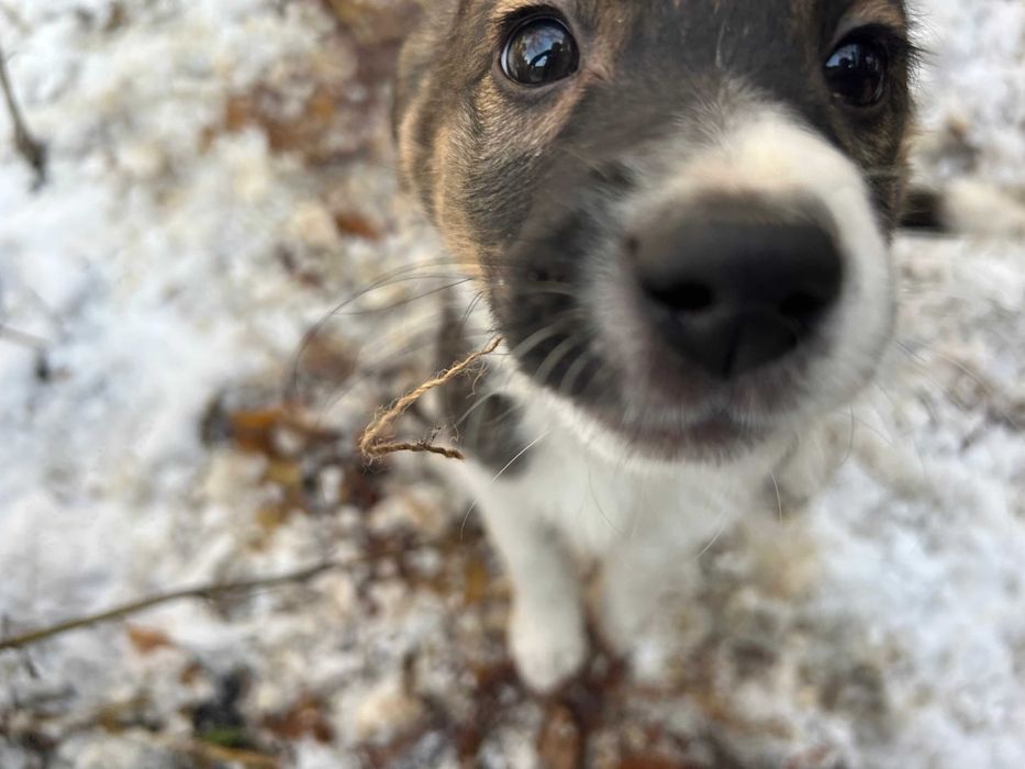 Кобель в добрые руки