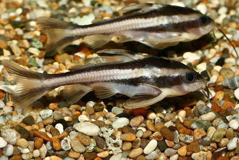 Сом, сомик Платидорас.