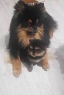 Померани пухови сладури