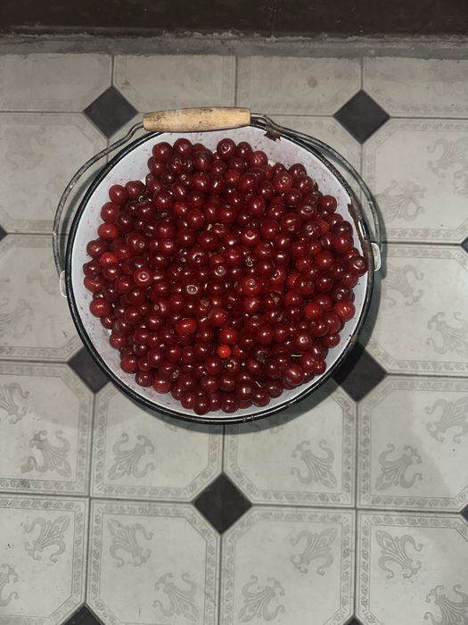 Вишня свежая домашняя